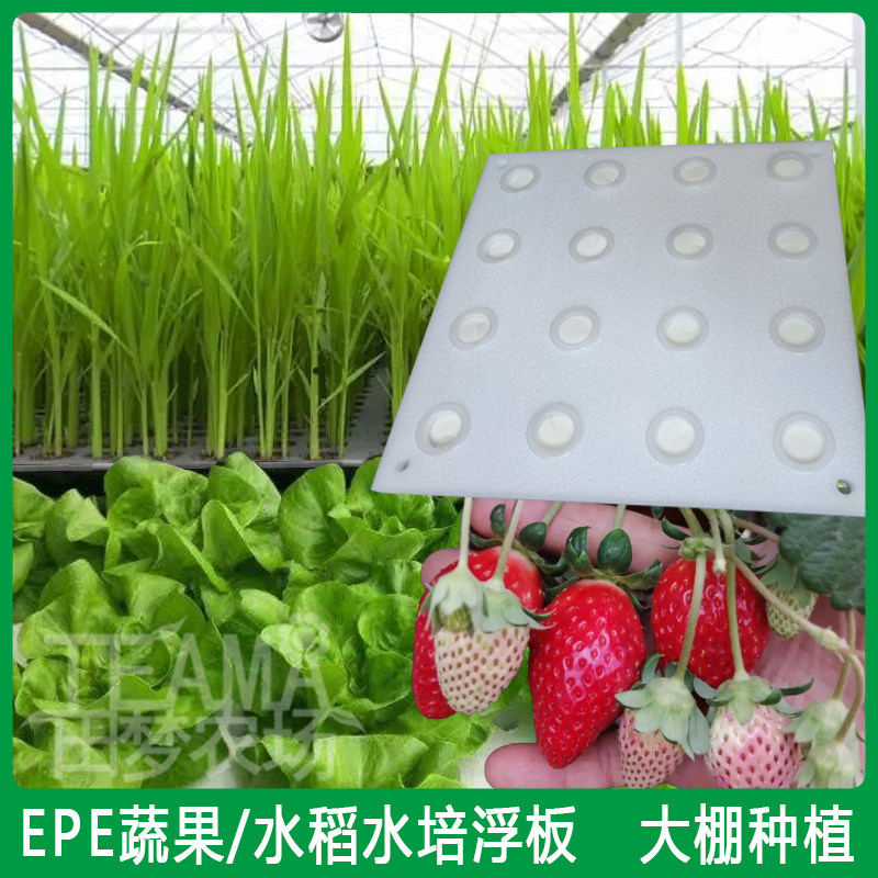 水培草莓带孔种植浮床大棚无土栽培水上种菜鱼菜共生漂浮定植板