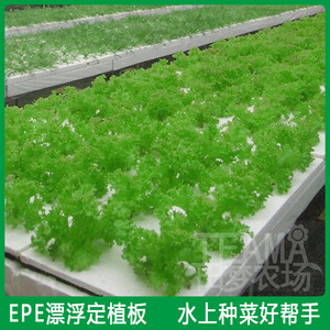 水培蔬菜漂浮定植板大棚水上种菜无土栽培设备水耕发泡带孔浮床