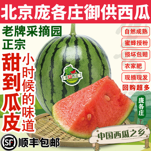 正宗庞各庄西瓜自然熟老靳小西瓜