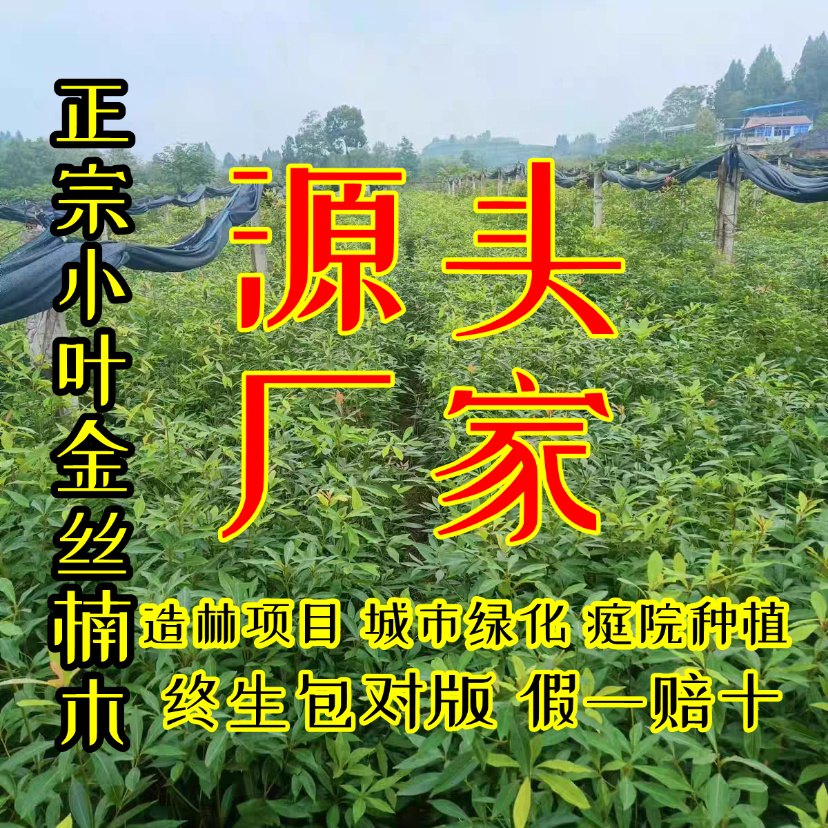 金丝楠木源头厂家无中间商