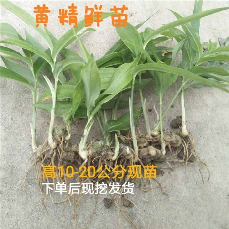 新鲜黄精种苗深山竹林
