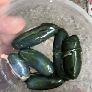 正宗养殖新鲜蛇胆泡酒中药材药用五步蛇眼镜蛇 止咳包邮清热
