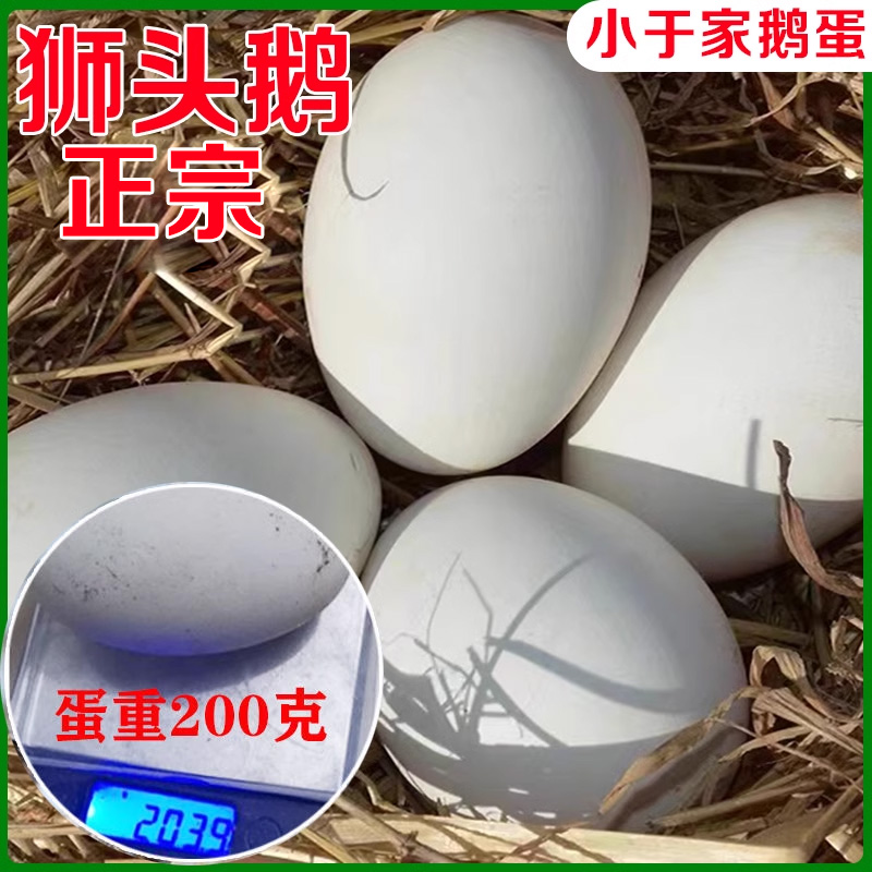 正宗潮汕狮头鹅蛋特大灰狮头鹅蛋新鲜狮子头广东山东单枚拍16整箱