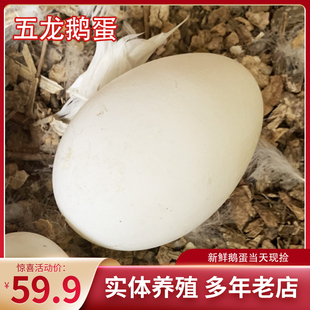 小于家五龙鹅蛋豁眼鹅高产蛋鹅新鲜散养鹅蛋百子鹅白鹅年产蛋180