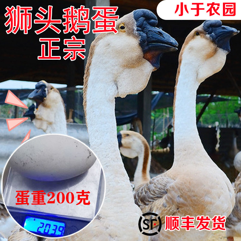 正宗潮汕狮头鹅蛋特大灰狮头鹅蛋新鲜狮子头广东山东大鹅蛋六枚起