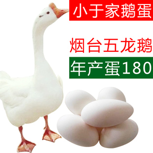 正宗五龙鹅蛋豁眼鹅高产蛋鹅新鲜散养鹅蛋百子鹅白鹅年产蛋180
