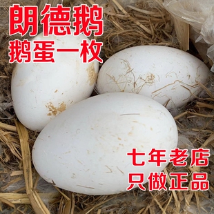 正宗朗德鹅鹅蛋大灰鹅蛋雁蛋大品种鹅肝蛋新鲜散养公母蛋
