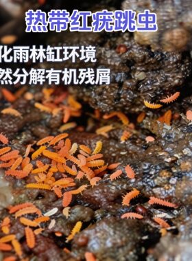 白符跳虫活体蜘蛛箭毒蛙雨林缸
