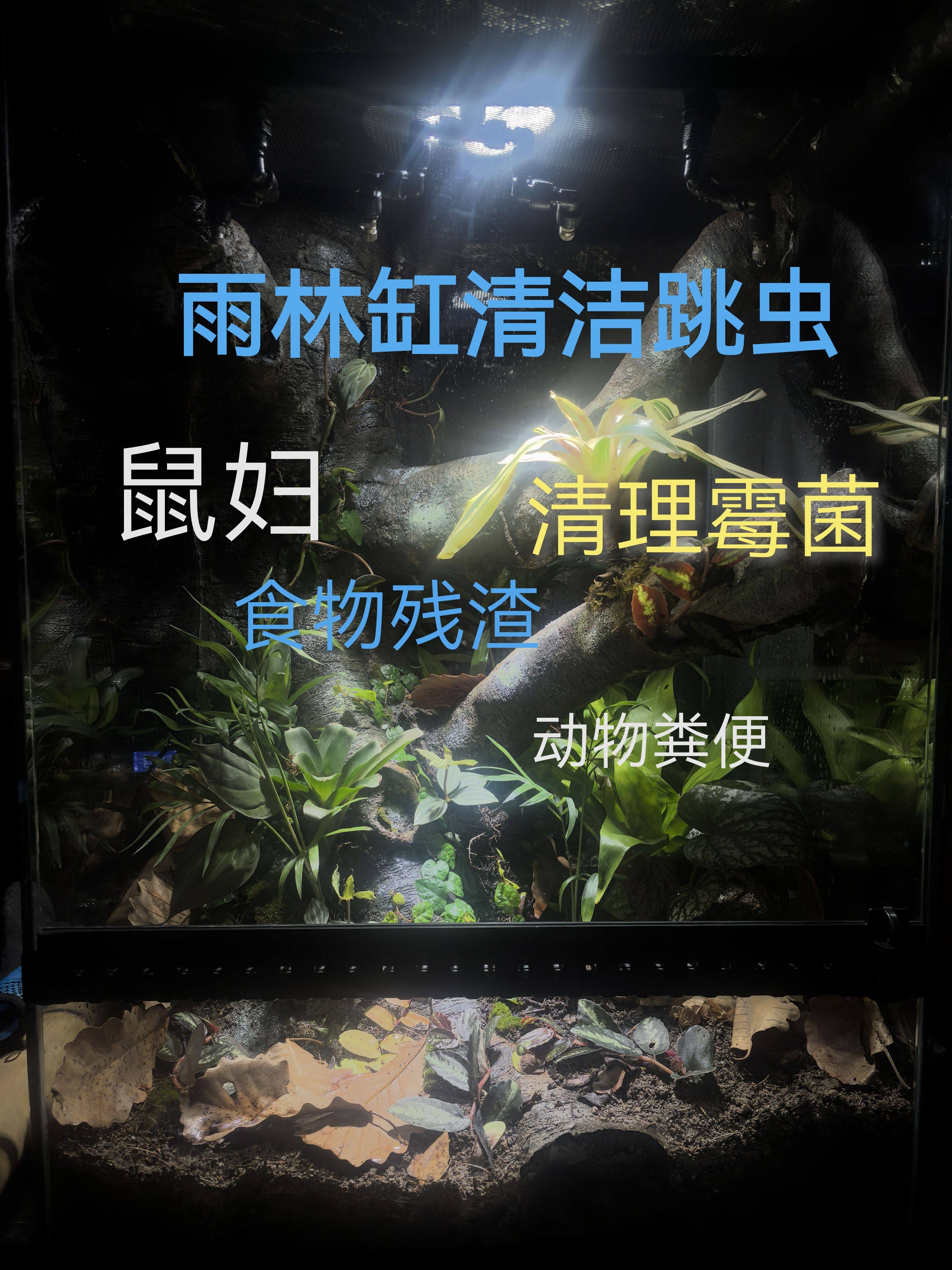 白符跳虫红疣跳虫活体螳螂蜘蛛箭毒蛙壁虎雨林蝎跳虫雨林缸实验