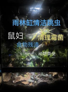 白符跳虫弹尾虫雨林缸苔藓缸微景观蛙鼠妇蜘蛛开口循环科普观察