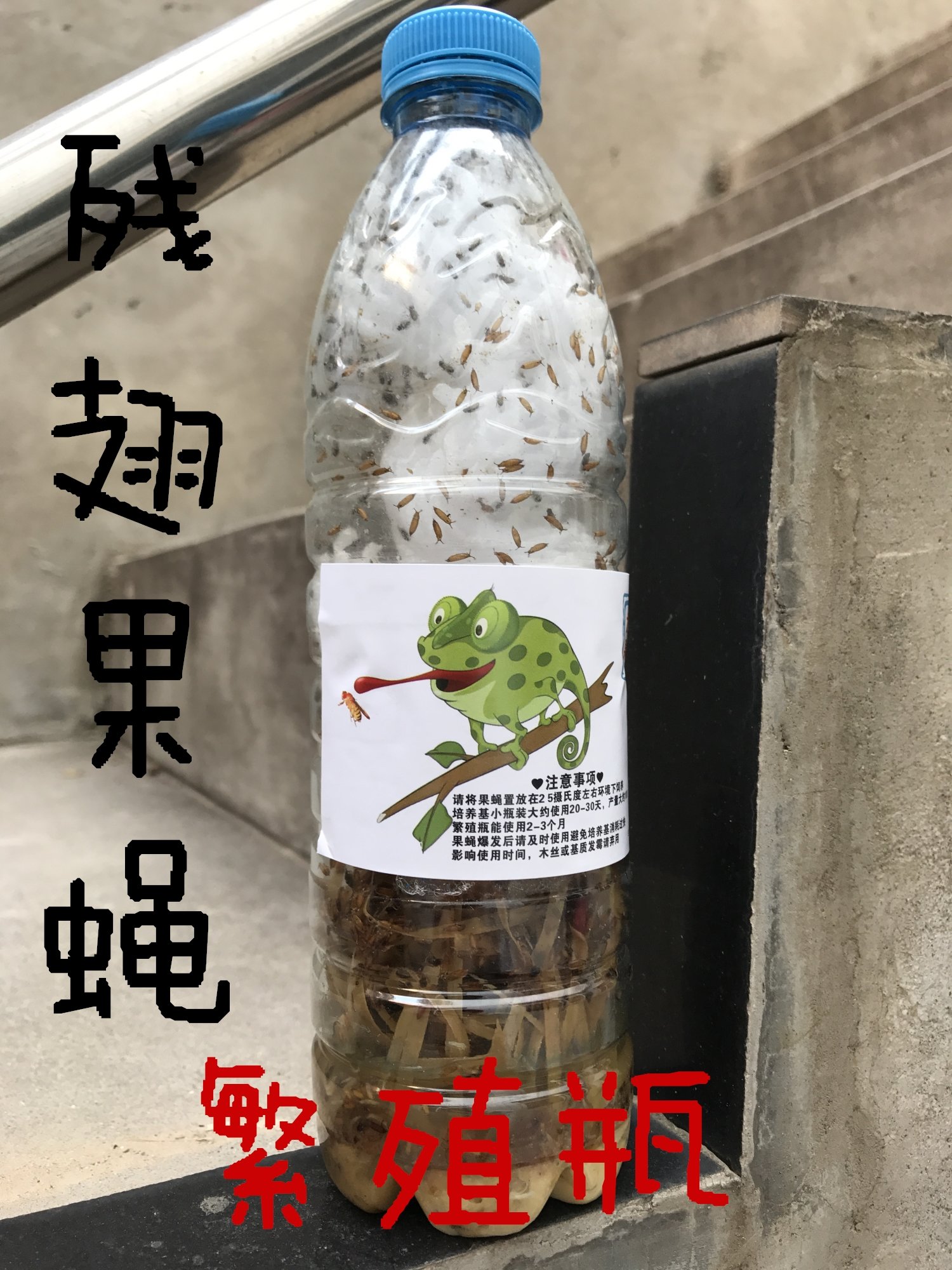 果蝇繁殖瓶自制残翅大小果蝇杯 角蛙蜘蛛螳螂饲料活体包邮