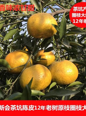 2024年正宗新会茶坑陈皮12年老树生晒原枝纯圈枝柑大二红皮大青皮