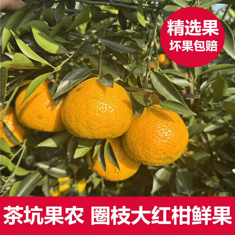 果农自种新会茶坑圈枝大红柑鲜果