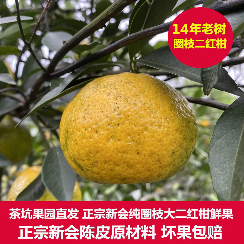 新会茶坑14年老树圈枝二红柑鲜果
