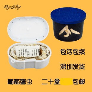 包活 约30条 1盒 发广东周边葡萄蜜虫玉米虫爬宠鸟类零食饲料6.9元