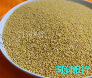 新鲜优质小米 黄小米栗米500g 月子米小米粥宝宝粥【5斤包邮】