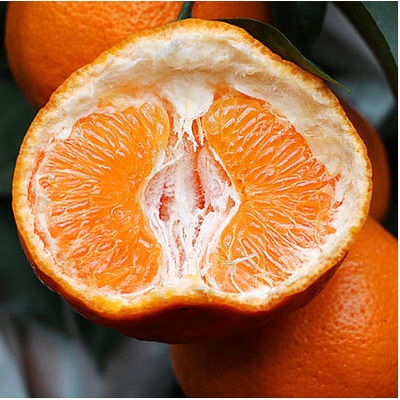 四川新鲜水果四川新鲜春见耙耙柑