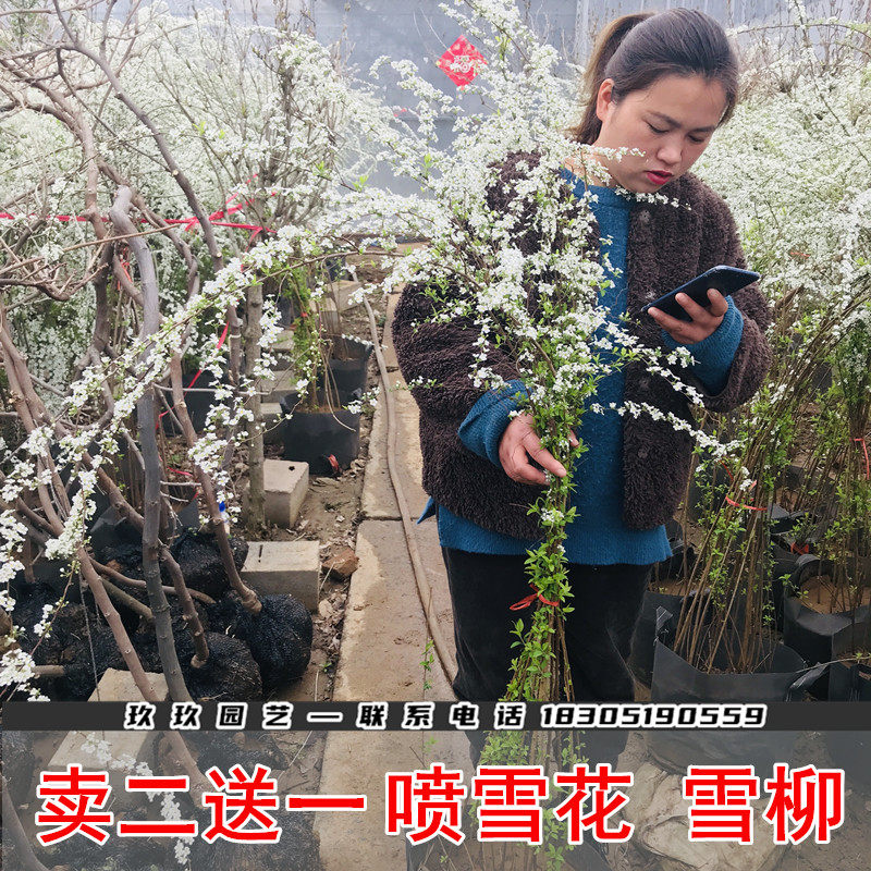 雪柳植物喷雪花苗盆栽花卉绿植珍珠梅绣线菊大苗雪柳的鲜枝条雪梅