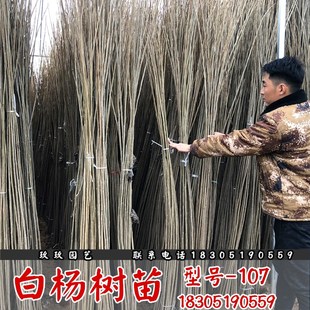 白杨树苗3084速生杨树苗植树造林苗庭院绿化植物四季南方种植苗木