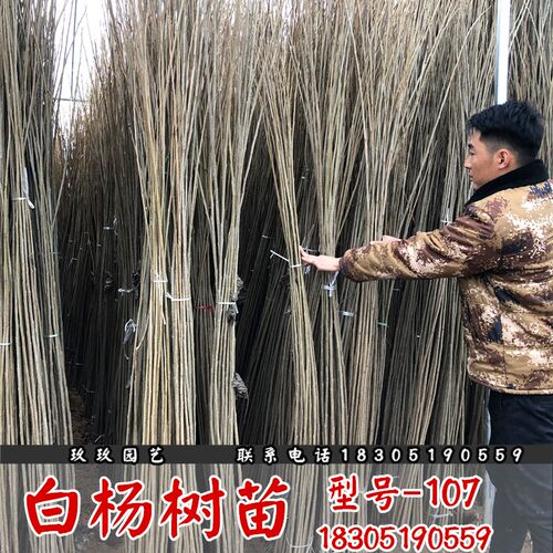 速生白杨白杨树苗玖玖花卉速生