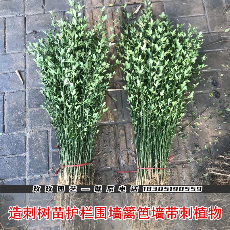 优质枳壳苗枸橘苗可嫁接沃柑橙子庭院护栏围园篱笆墙带刺植物造刺