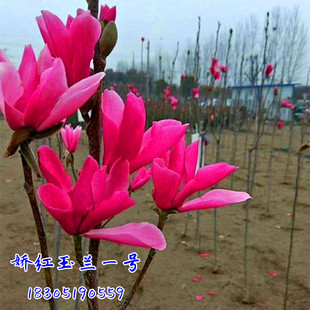 玉兰花树苗娇红玉兰花苗黄鸟玉兰苗地栽庭院大型绿化苗木当年开花