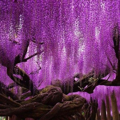 紫藤花树苗爬藤攀爬围墙庭院植物老桩盆栽花苗藤蔓紫藤萝花卉包邮 - 封面