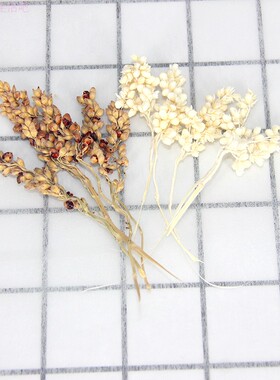 高梁穗大籽天然干果浮游瓶干花幼儿园植物画花材永生花玻璃罩材料