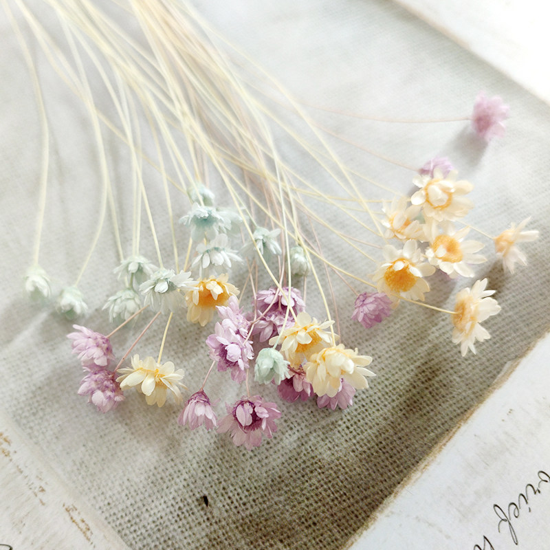 永生花干花进口巴西迷你小星花