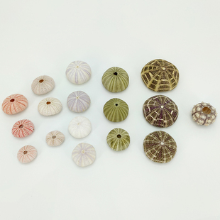 天然海胆壳水母灯diy手工材料贝壳海螺海洋标本蘑菇灯相框画教学