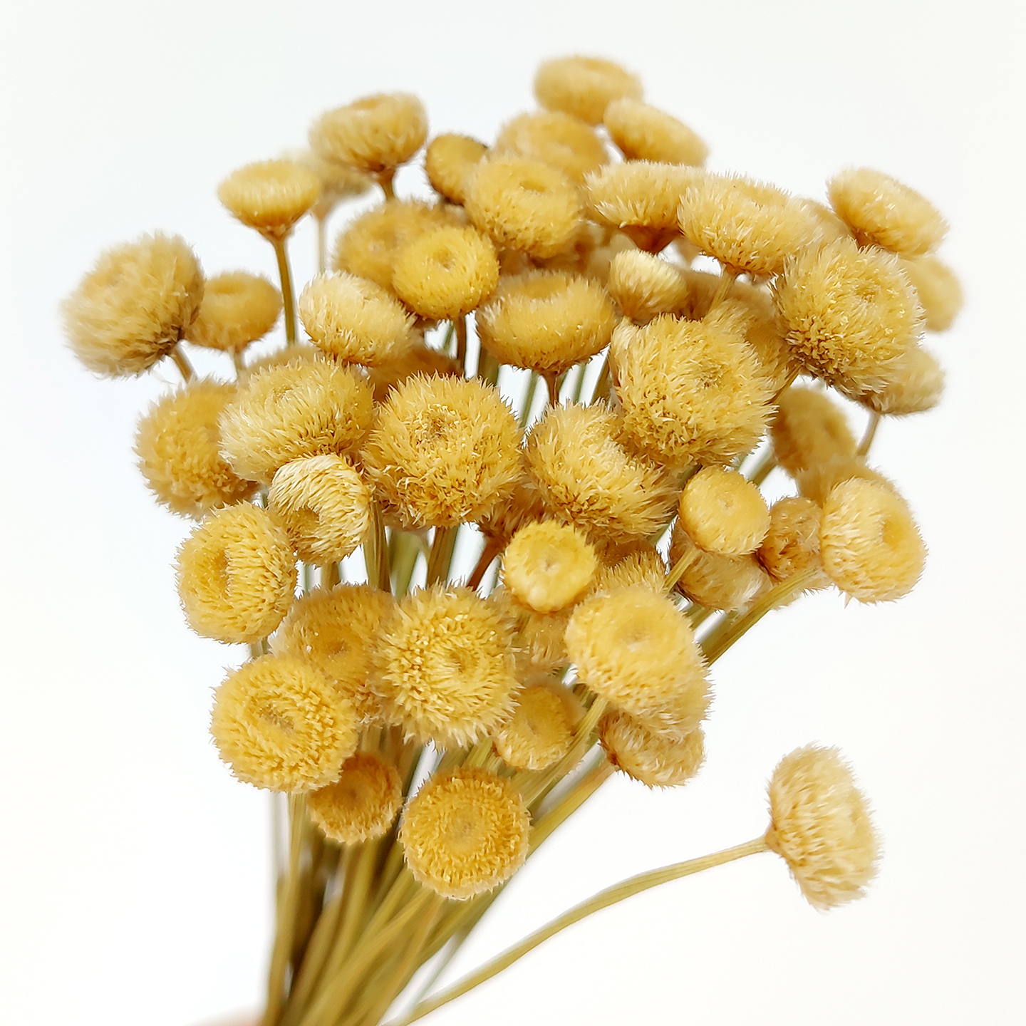 进口天然干花圆扣花DIY胸针戒指