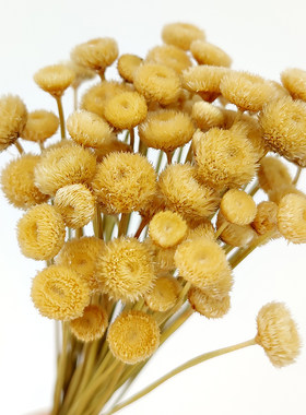 进口天然干花圆扣花DIY胸针戒指