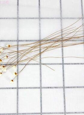 小星花幼儿园植物画迷你小雏菊白色雅星天然干花永生花玻璃罩材料