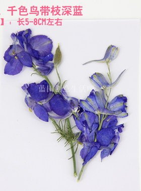 新品带枝千色鸟干花押花压花香薰蜡片蜡烛材料手机壳花材标本教学