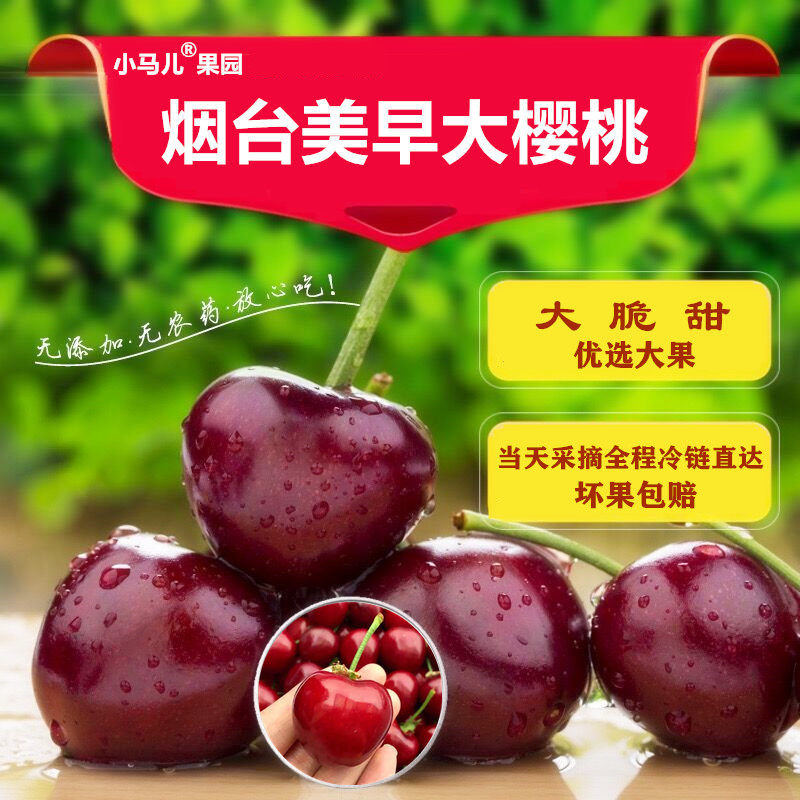 美早大樱桃烟台新鲜水果