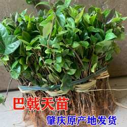 产地直发肇庆高要良种【巴戟苗】德庆巴戟天种苗产量高 易管理