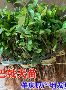 产地直发肇庆产量高种苗