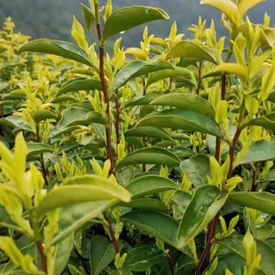 少量购买茶叶补拍链接   运费补差链接