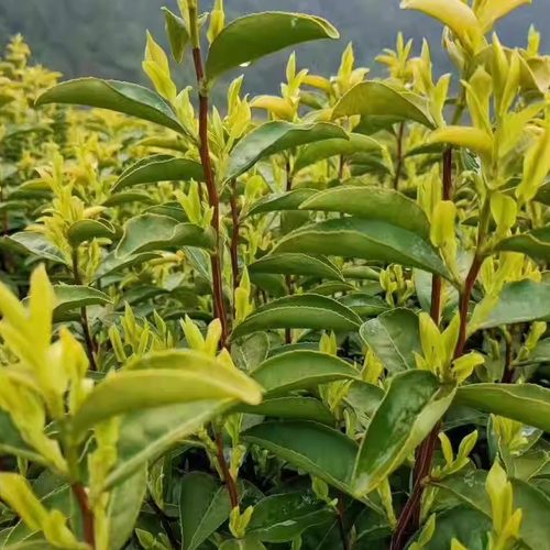 少量购买茶叶补拍链接   运费补差链接