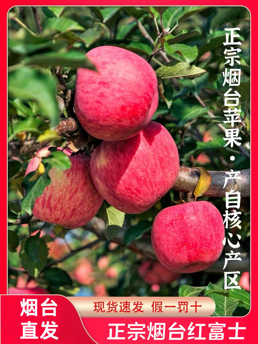 2023山东烟台红富士苹果生鲜水果新鲜应季脆甜整箱产地直发包邮