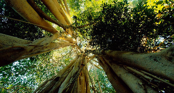 带喷头 菩TI树 Linden 气味控 香味图书馆 demeter香水 2ml