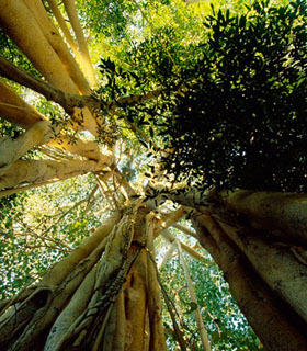 带喷头 菩TI树 Linden 气味控 香味图书馆 demeter香水 2ml