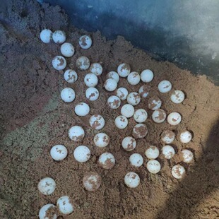 龟蛋受精可孵化草龟蛋鳄龟蛋乌龟蛋巴西龟蛋观赏龟生态龟小龟