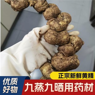 云南新鲜生滇黄精作用批发现挖纯正鲜品煲汤泡酒食用补品中药材