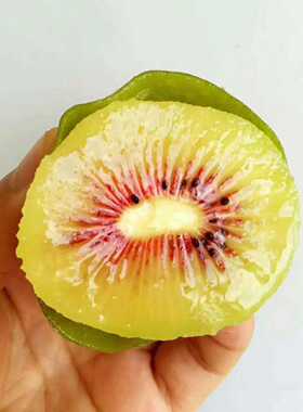 红心猕猴桃树苗红阳徐香翠香G3G9新西兰黄金果金红50猕猴桃嫁接苗