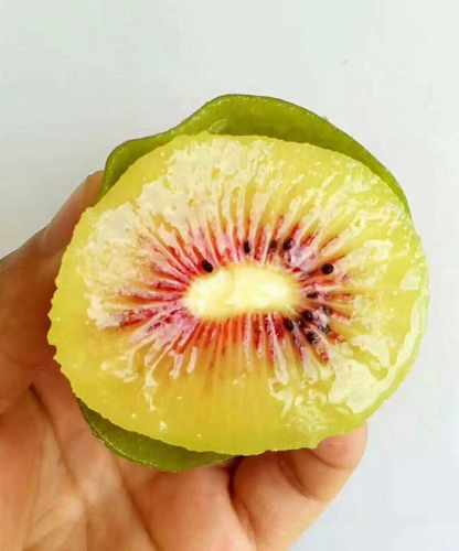 红心猕猴桃当年结果嫁接苗