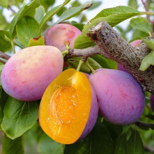 法兰西西梅树苗女神西梅毛爷斯坦勒斯坦雷西梅树苗蓝蜜西梅红西梅