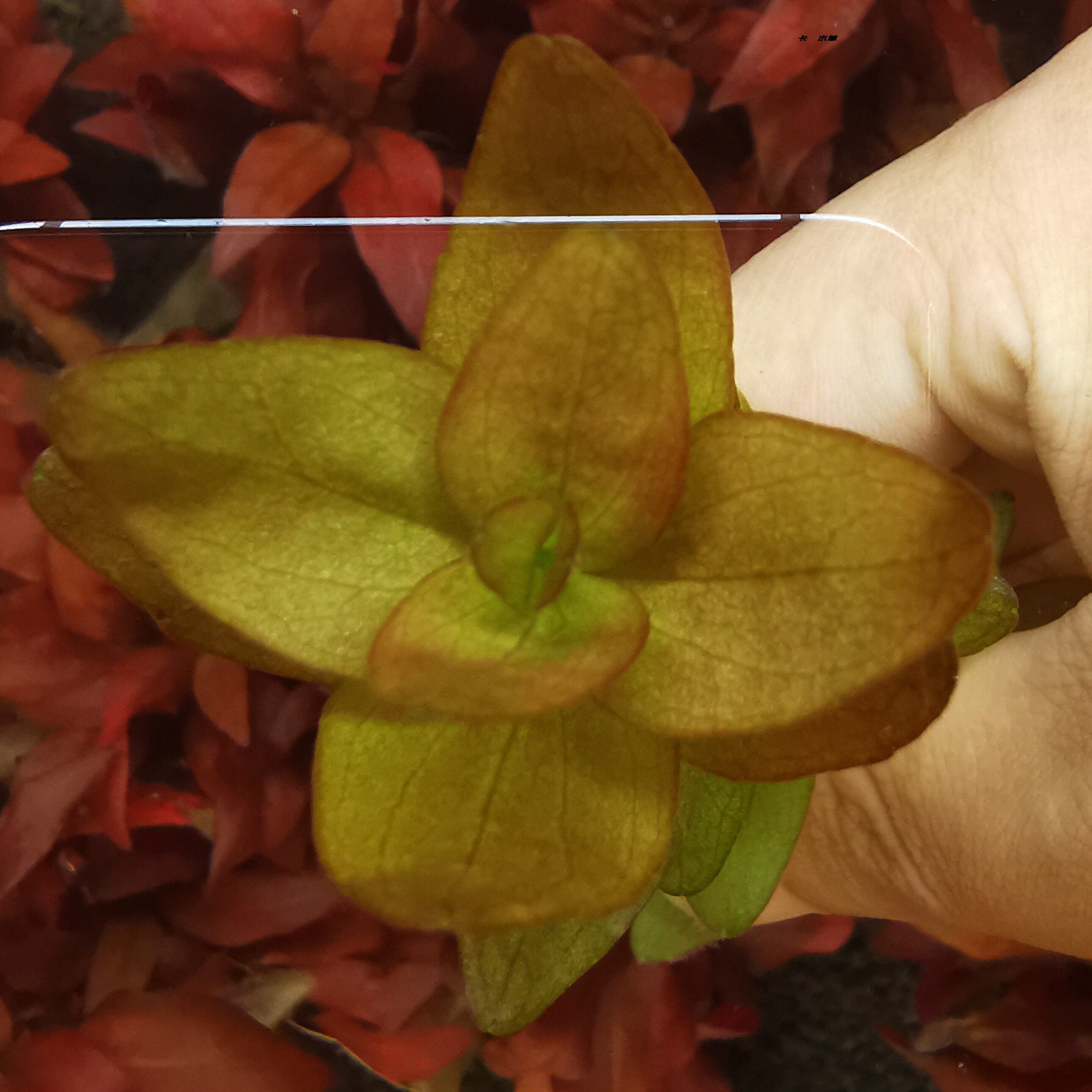 粉虎耳水草 水下叶 中后景阳性草厂家直销全场满68包顺丰空运