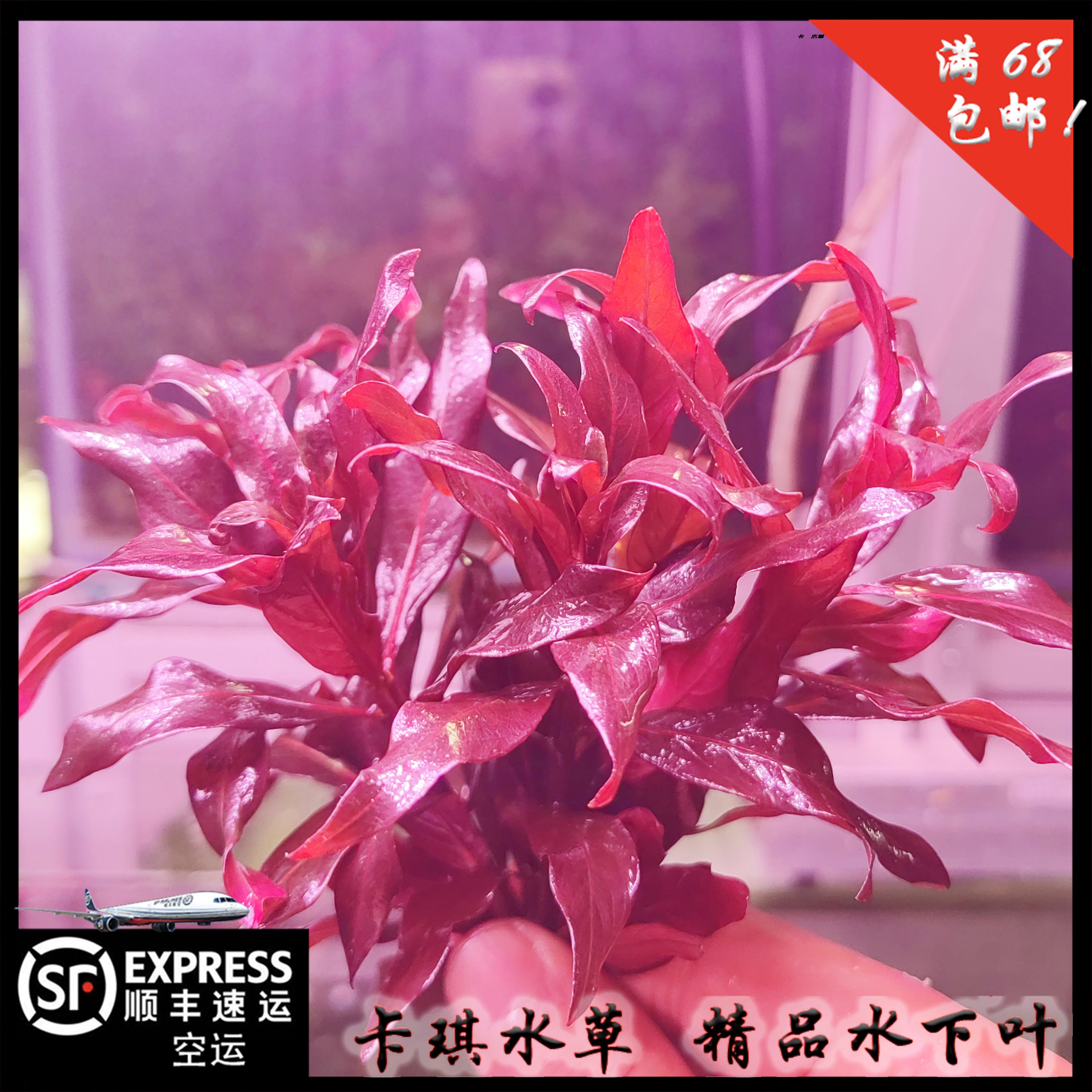 大红叶 红灯丁香 精品水下叶中后景草阳性草红草水草顺丰空运包邮