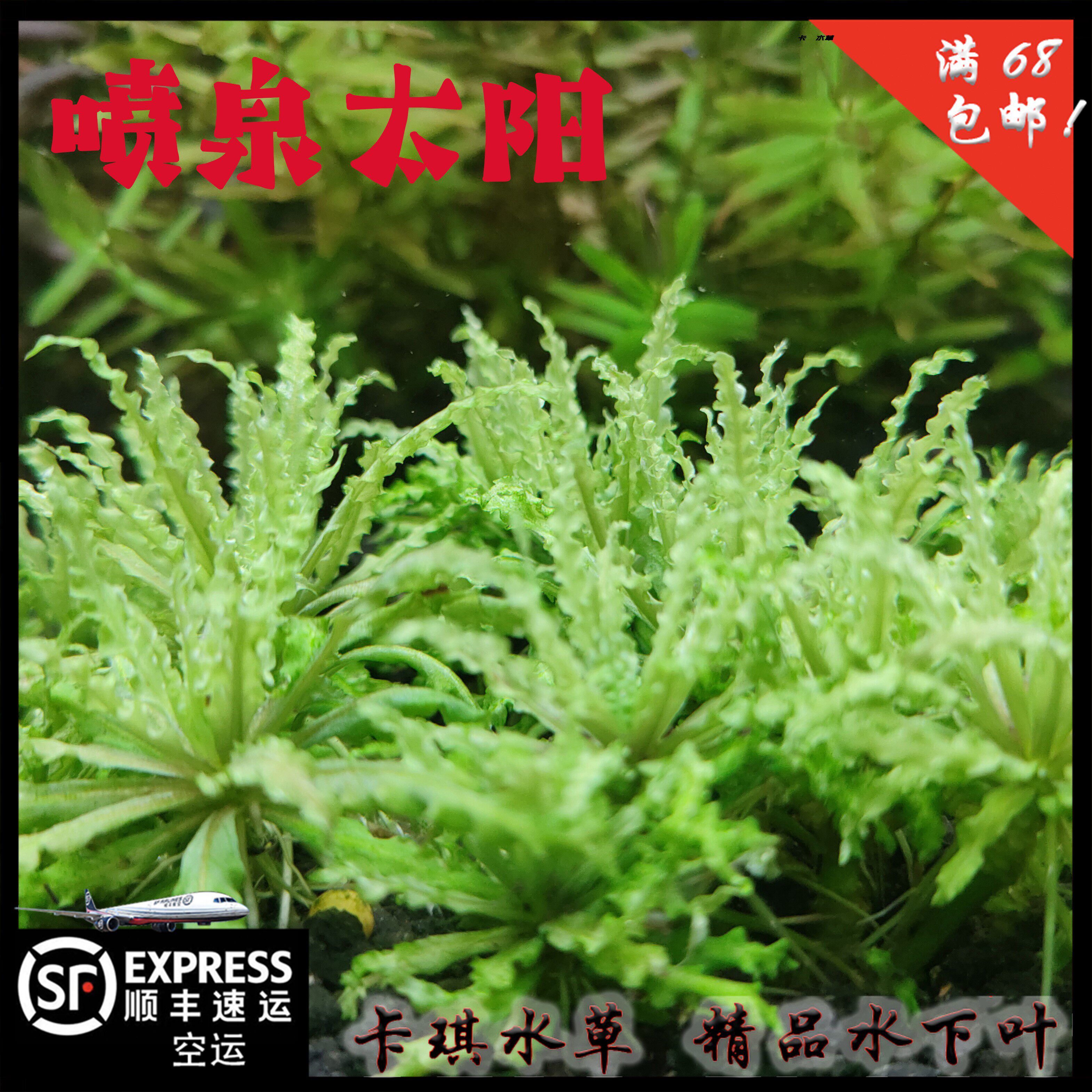 喷泉太阳 精品水下叶中景水草草荷兰景淡水草缸厂家直销